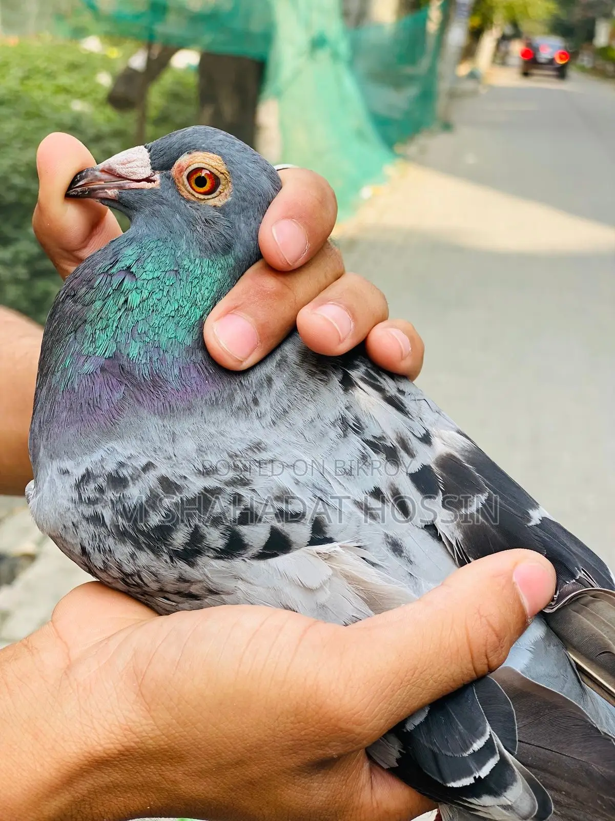 A Giant Racer Female