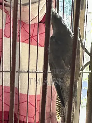 ১ জোড়া গ্রে ককাটেল (প্রাপ্তবয়স্ক)। পুরুষ ও স্ত্রী জোড়া।