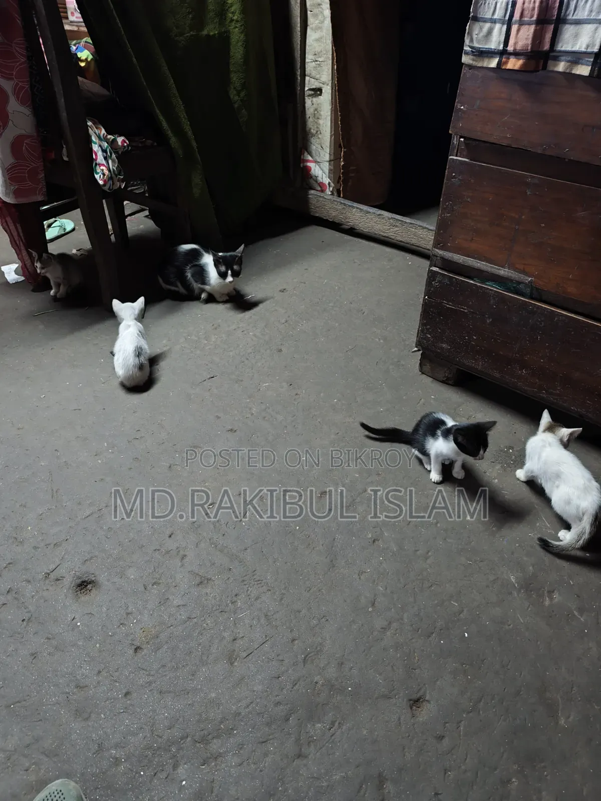 ১-৩ মাস বয়সী মিক্সড ব্রিড এক্সোটিক বিড়াল ছানা (মাদি)