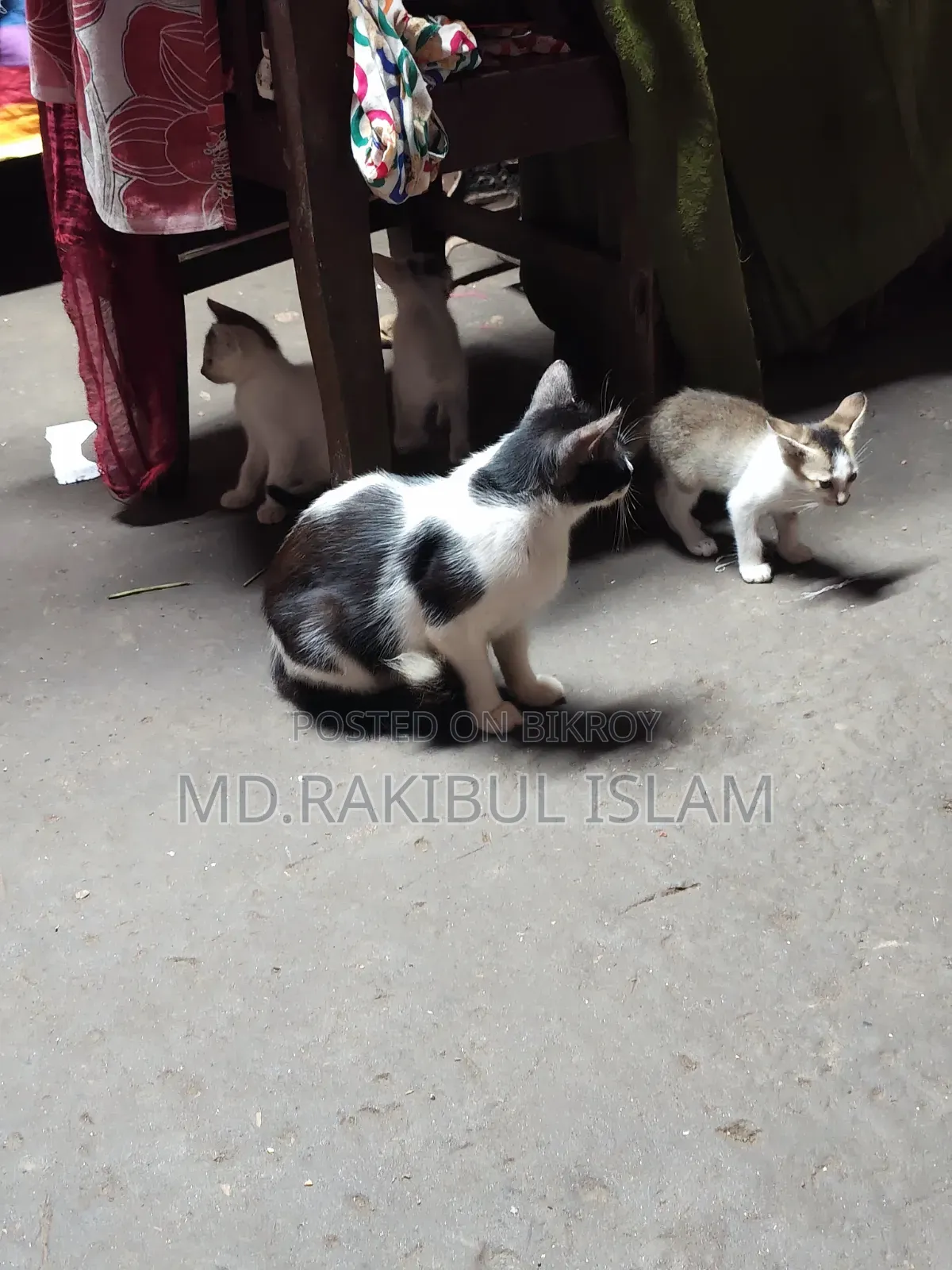 ১-৩ মাস বয়সী মিক্সড ব্রিড এক্সোটিক বিড়াল ছানা (মাদি)
