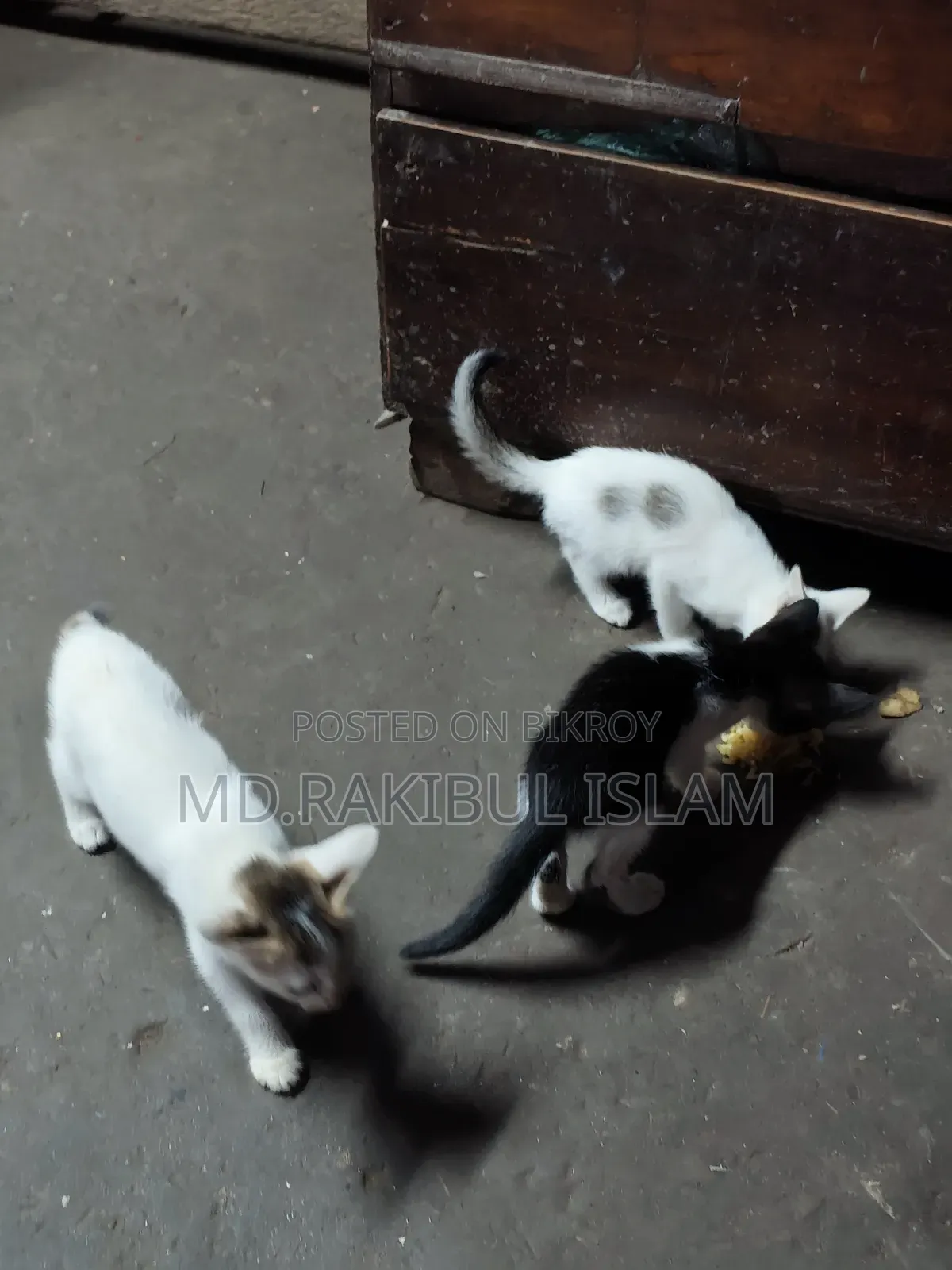১-৩ মাস বয়সী মিক্সড ব্রিড এক্সোটিক বিড়াল ছানা (মাদি)