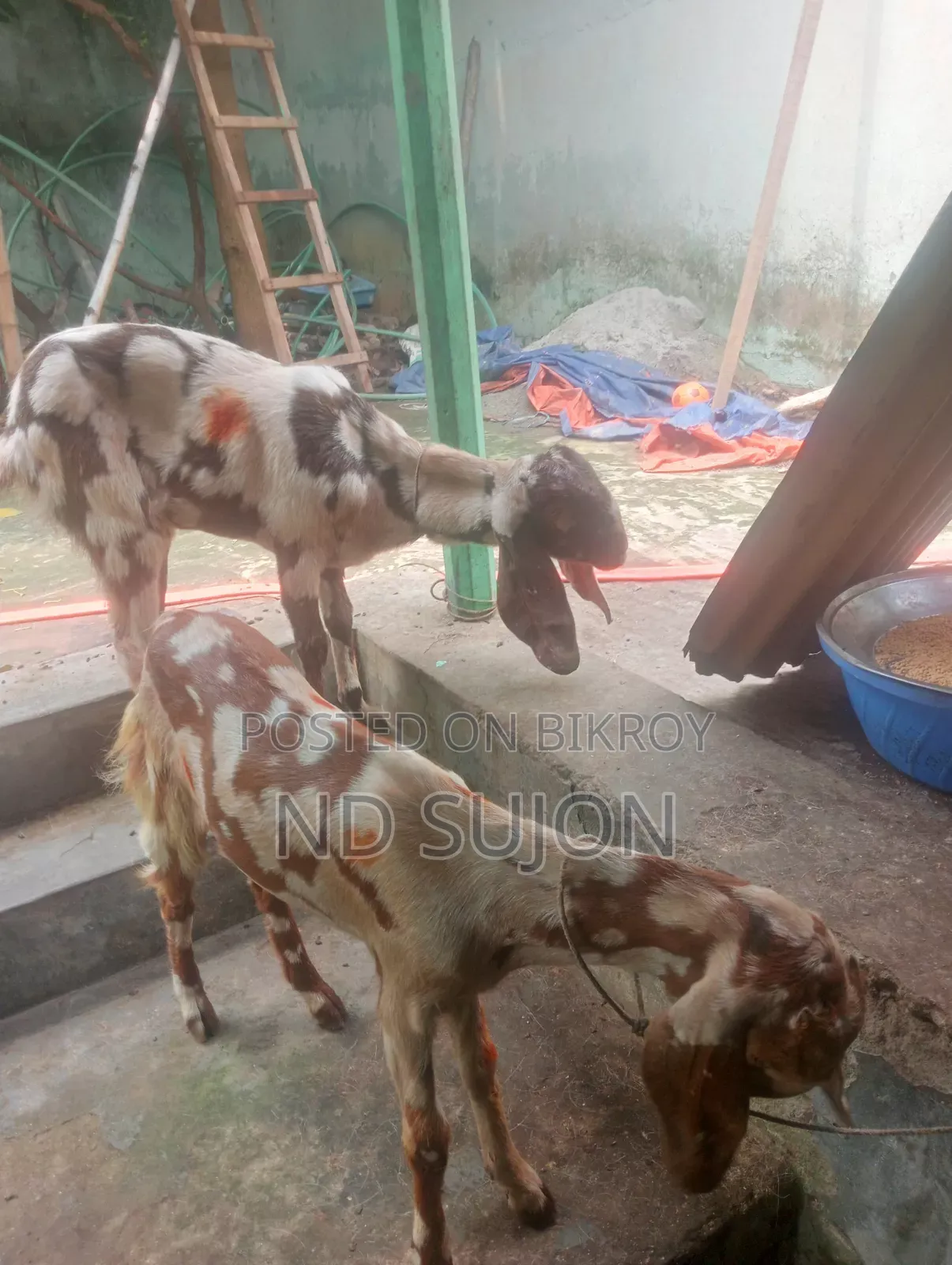 তোতা পড়ি খাসি ওপাঠি