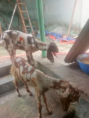 Tota Pori Goat