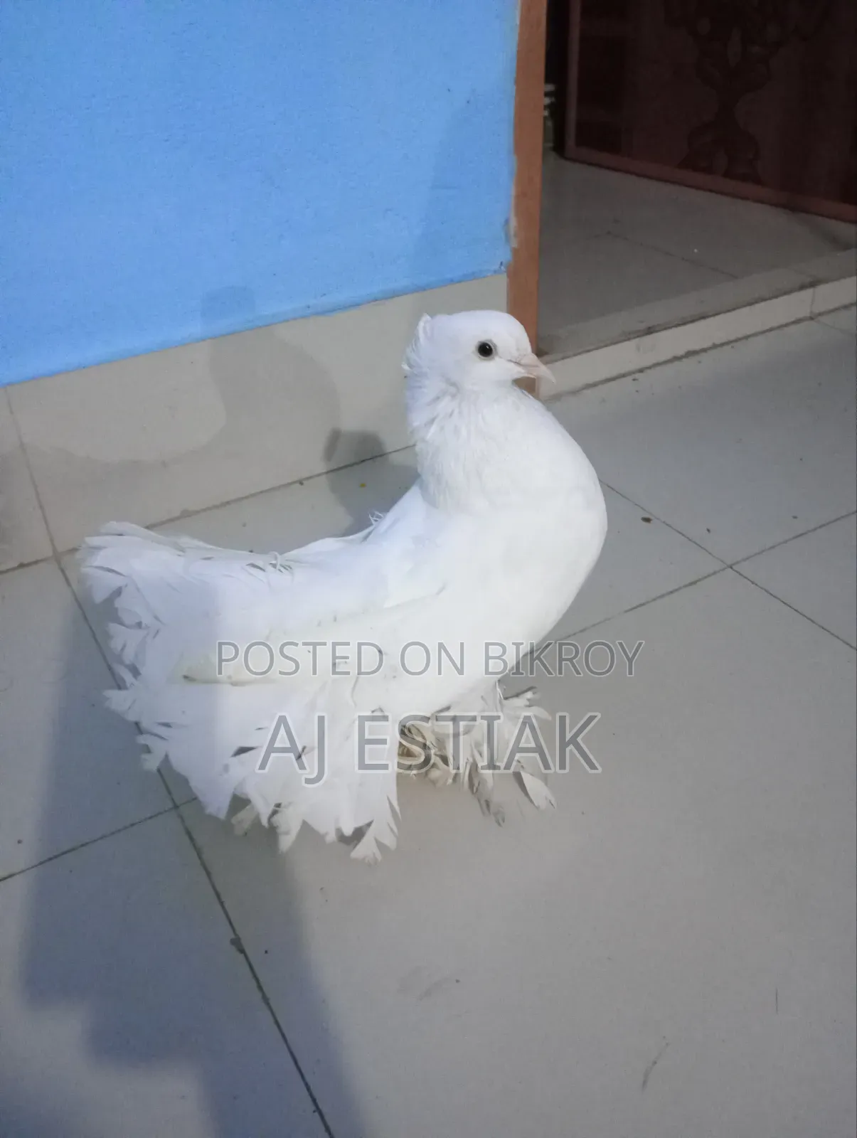 লক্কা পিজিয়ন নর