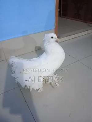 লক্কা পিজিয়ন নর