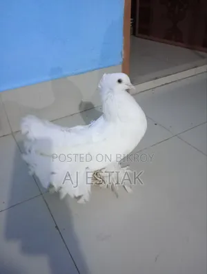 লক্কা পিজিয়ন নর