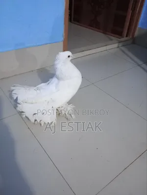 লক্কা পিজিয়ন নর
