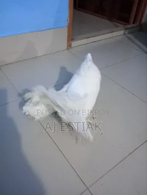লক্কা পিজিয়ন নর