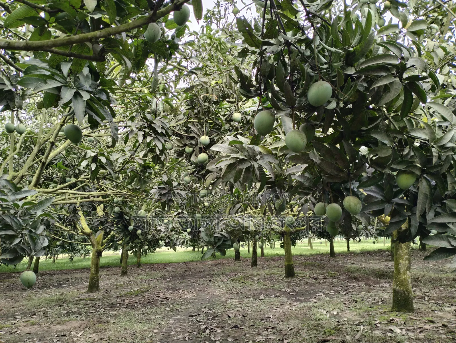 King of Mangoes: Hari Bhanga