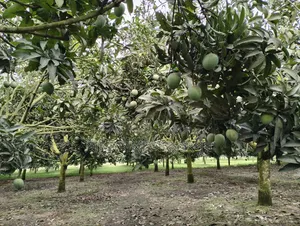 আম এর রাজা হাঁড়ি ভাঙ্গা।