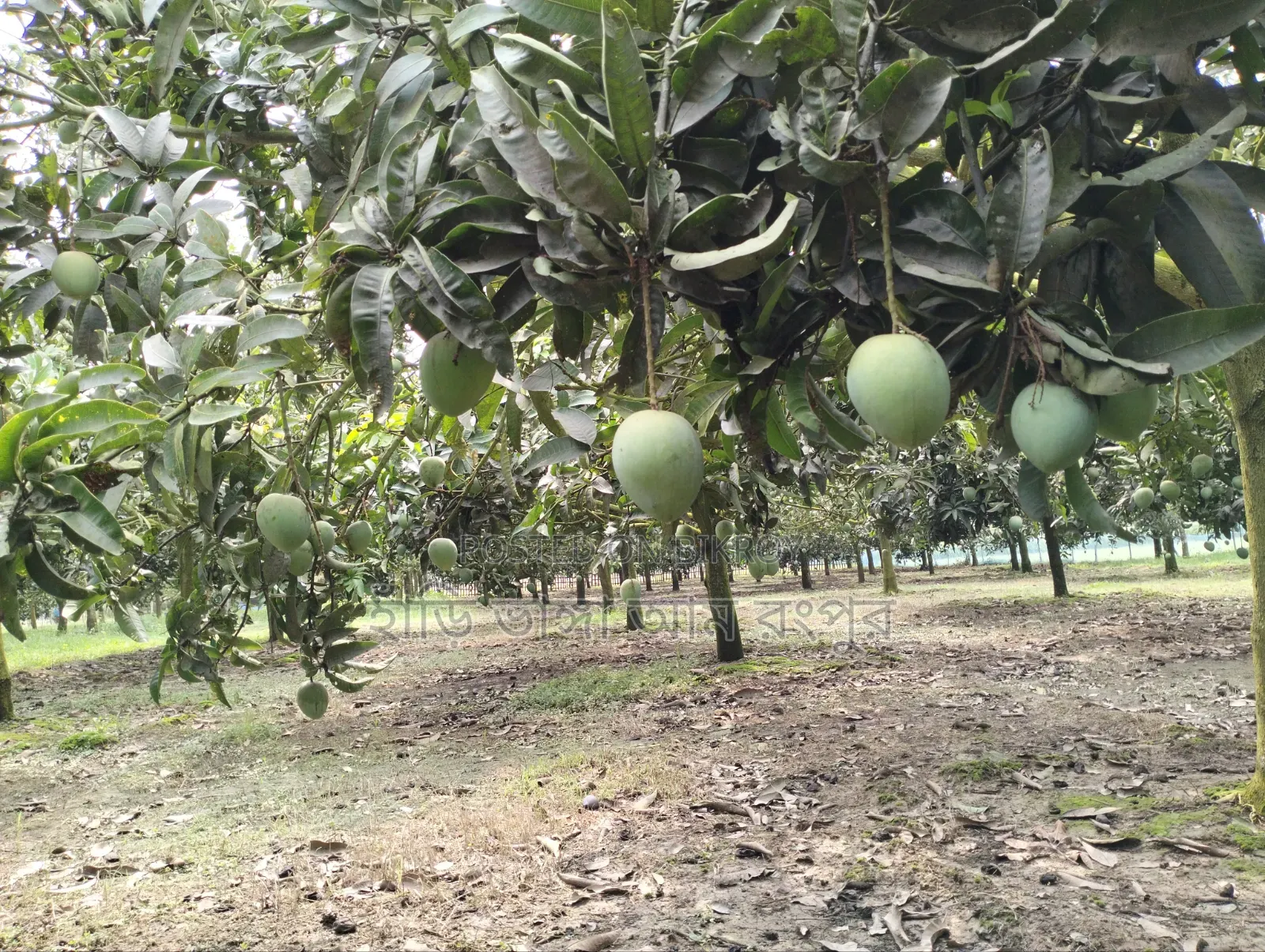 King of Mangoes: Hari Bhanga