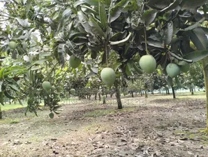 King of Mangoes: Hari Bhanga