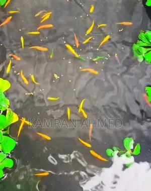 Alhamdulillah Name: Zebra Fish Medium Size