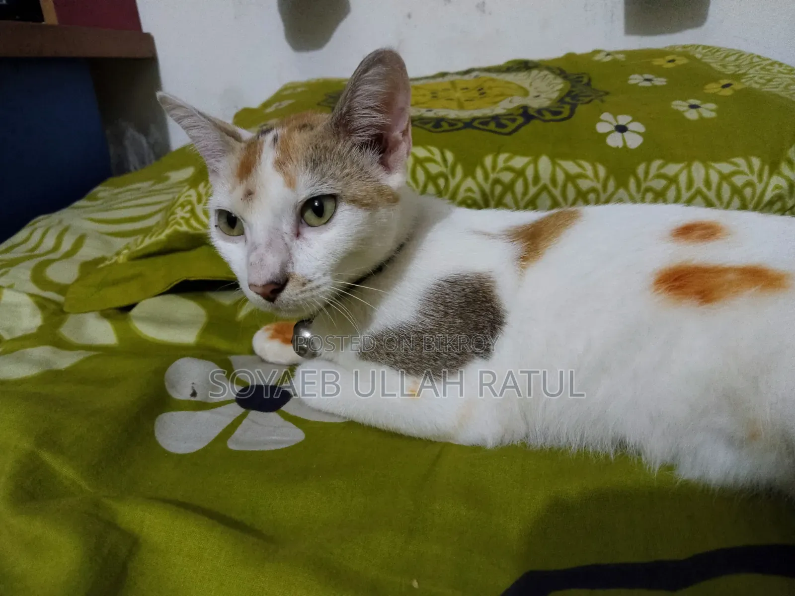 3-6 Months Female Mixed Breed Bengal
