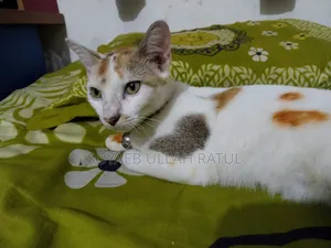 3-6 Months Female Mixed Breed Bengal