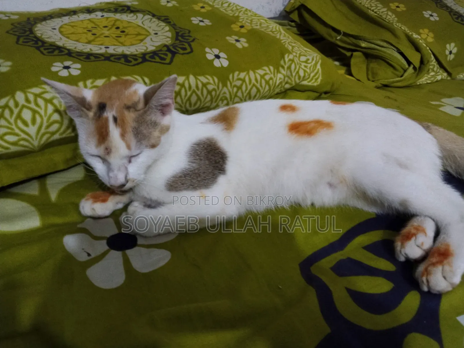 3-6 Months Female Mixed Breed Bengal