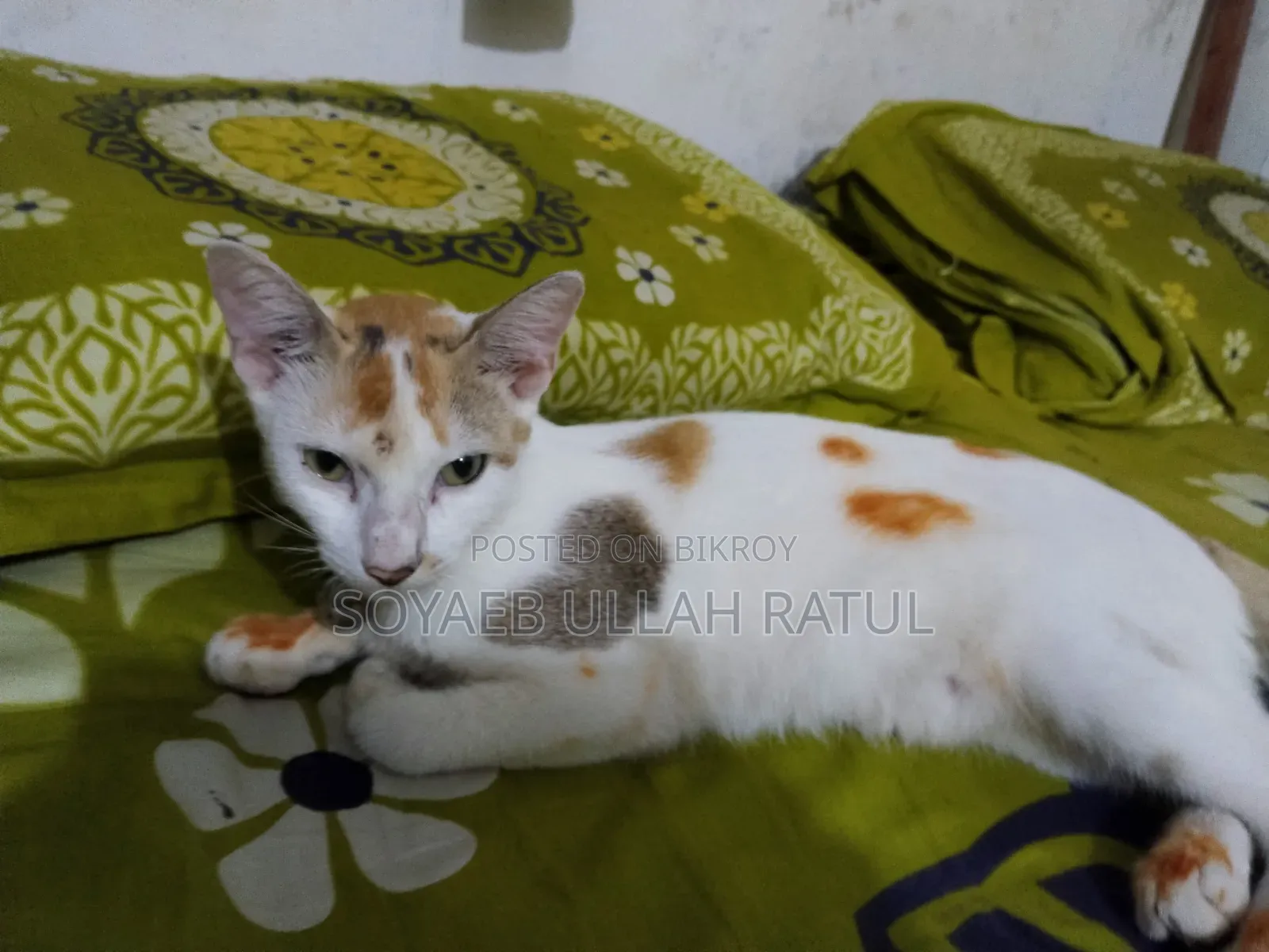 3-6 Months Female Mixed Breed Bengal