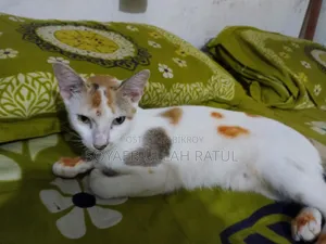 3-6 Months Female Mixed Breed Bengal