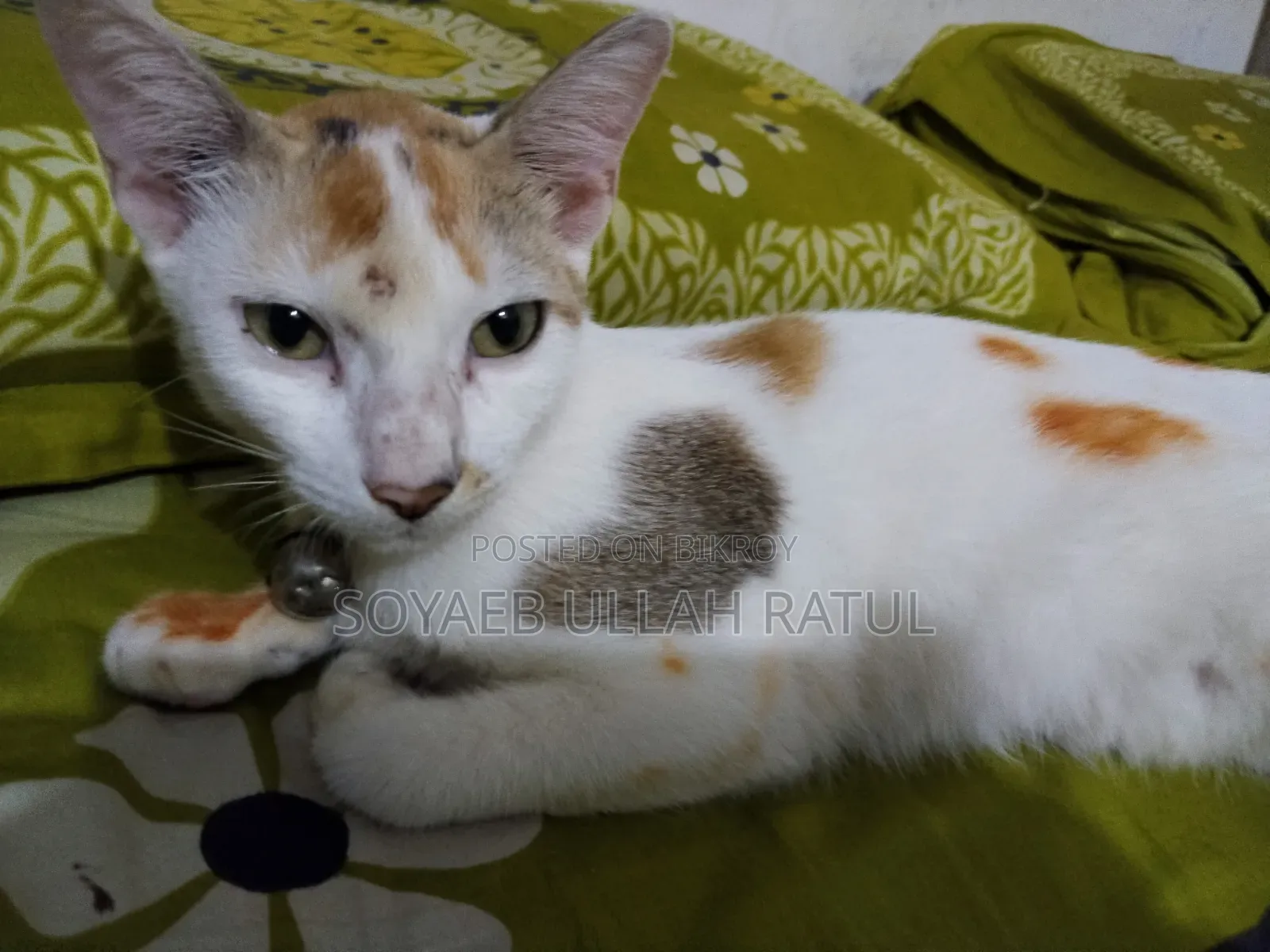 3-6 Months Female Mixed Breed Bengal