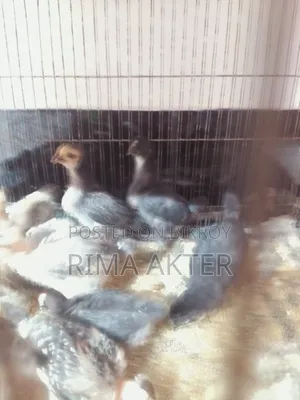 Chicken chicks for sale