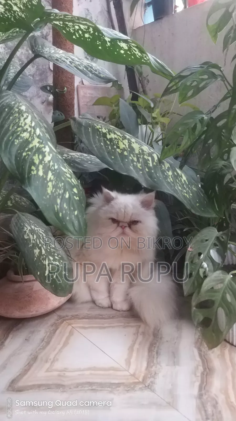 1+ Year Female Purebred Persian