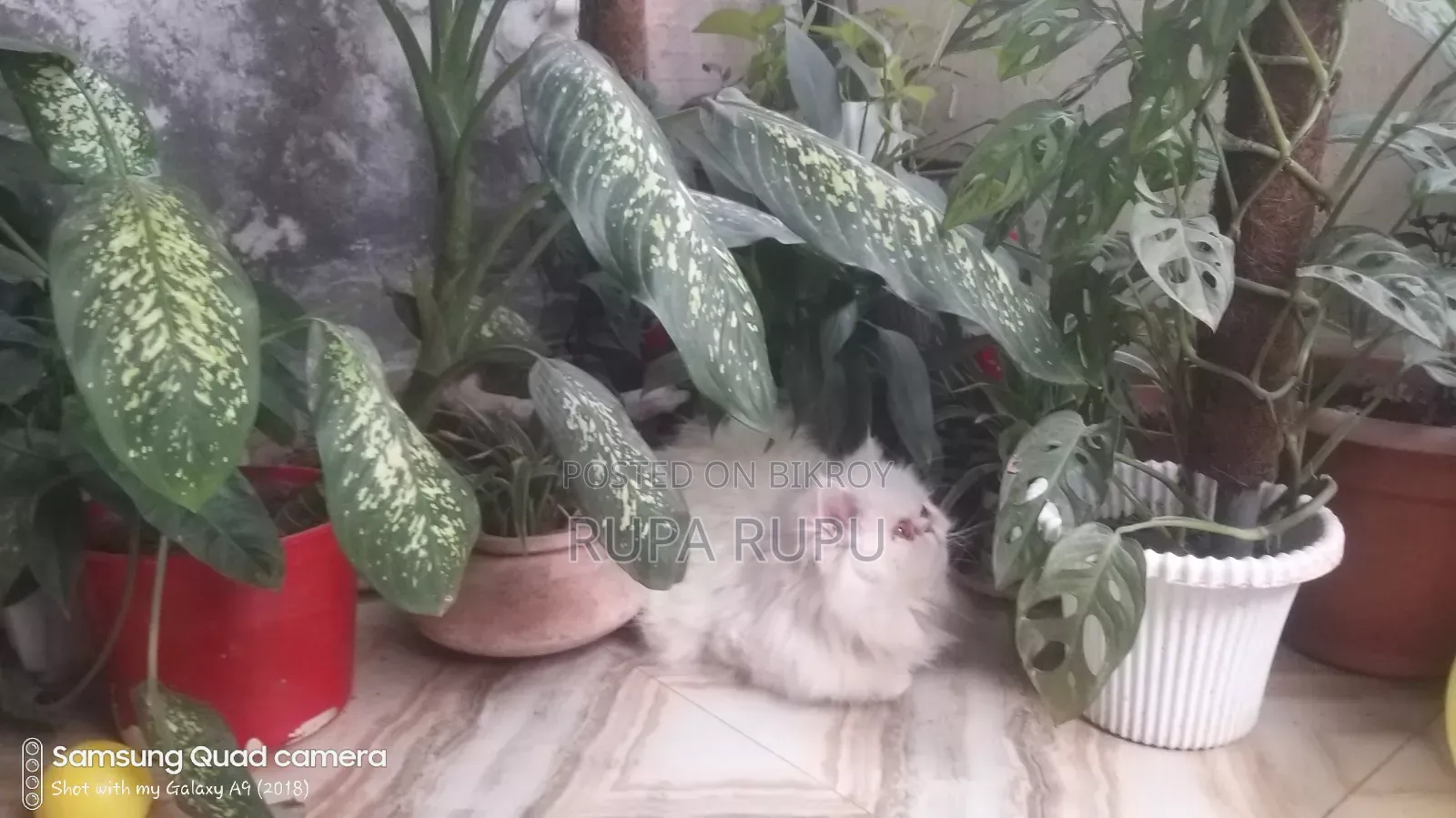 1+ Year Female Purebred Persian