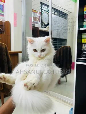 1-3 Months Female Purebred Persian