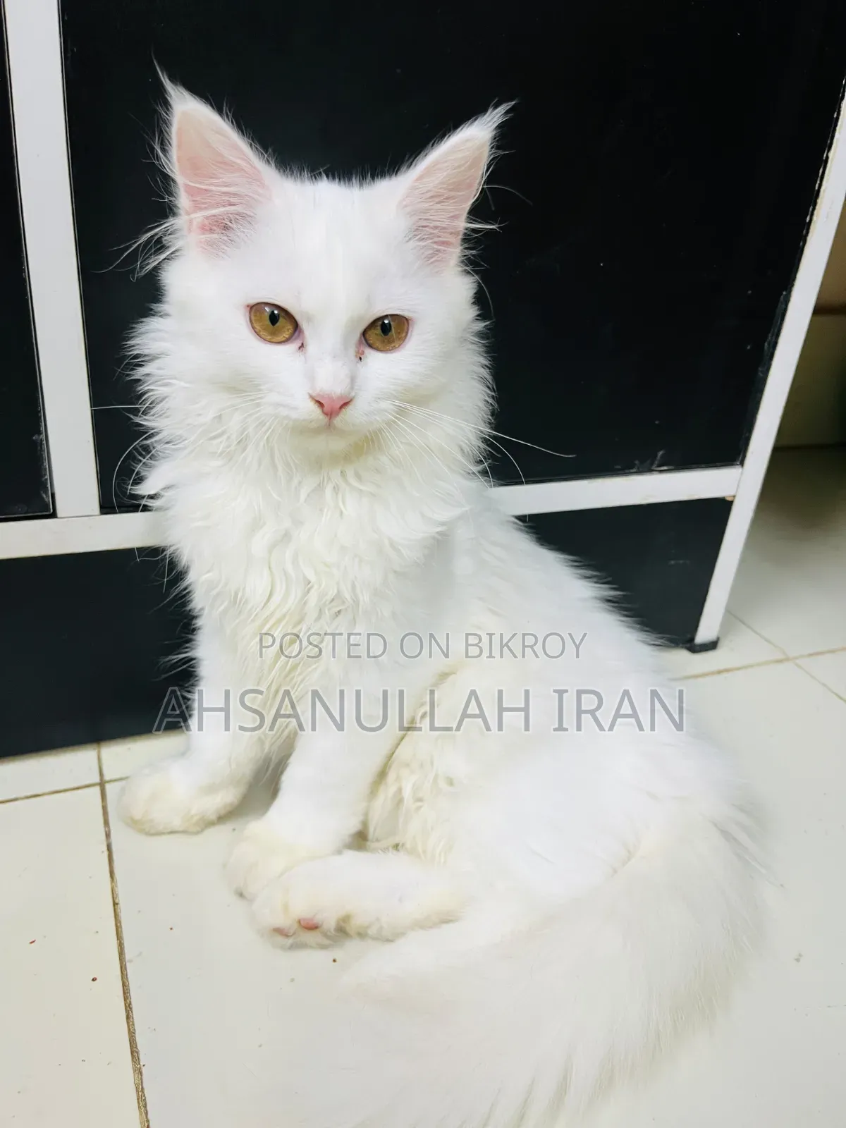 1-3 Months Female Purebred Persian