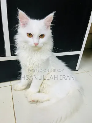 1-3 Months Female Purebred Persian