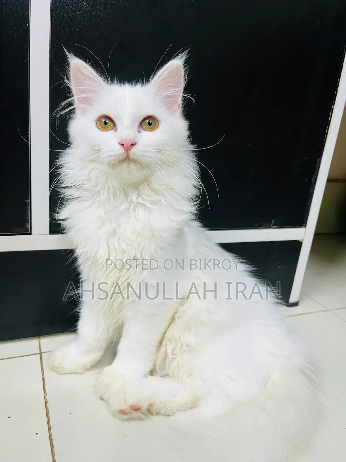 1-3 Months Female Purebred Persian