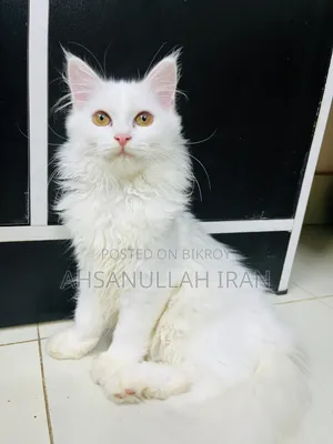 1-3 Months Female Purebred Persian