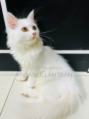 1-3 Months Female Purebred Persian