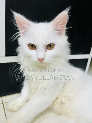 1-3 Months Female Purebred Persian