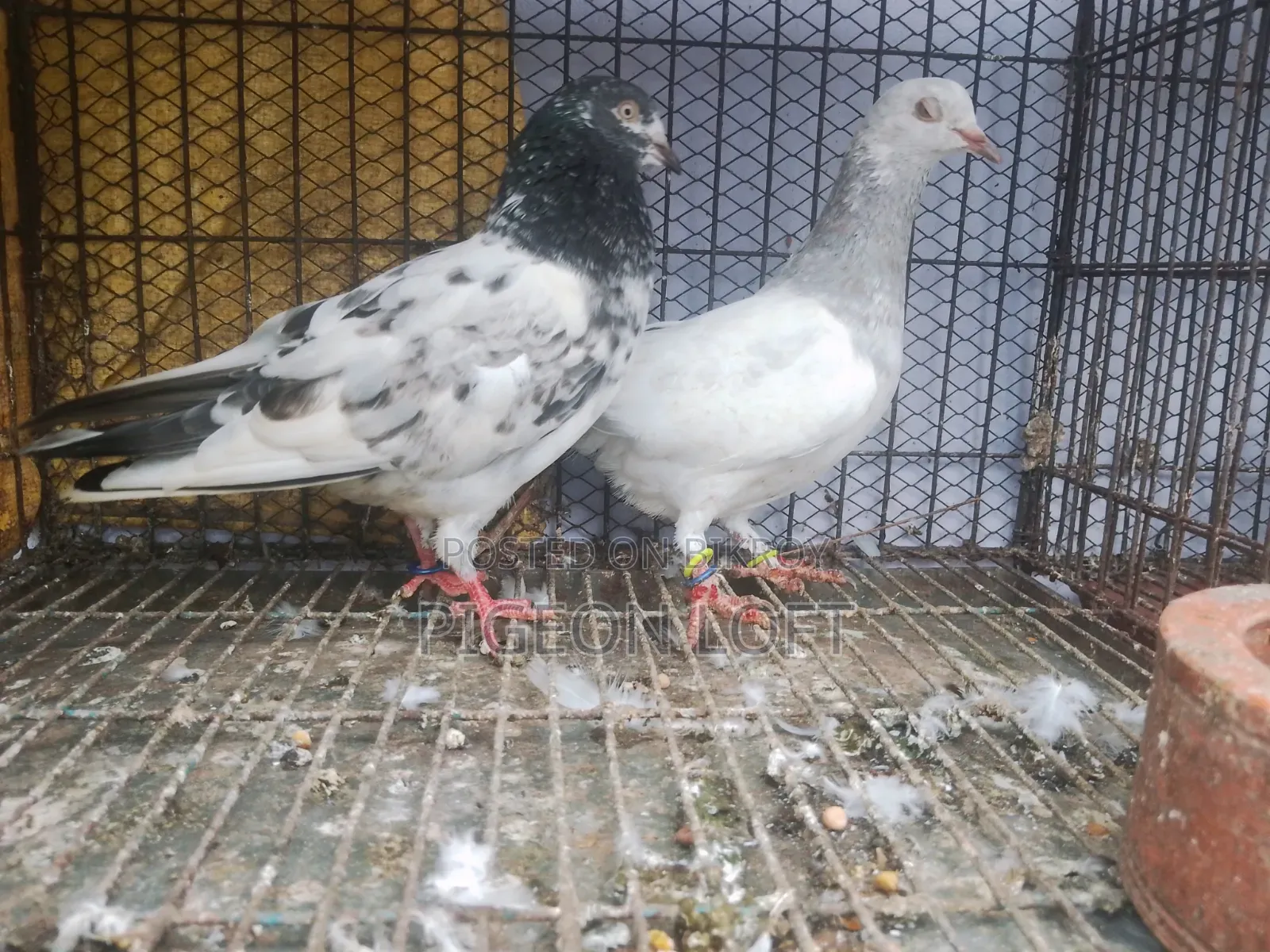 কিছু কবুতর সেল হবে।