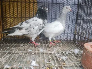 কিছু কবুতর সেল হবে।