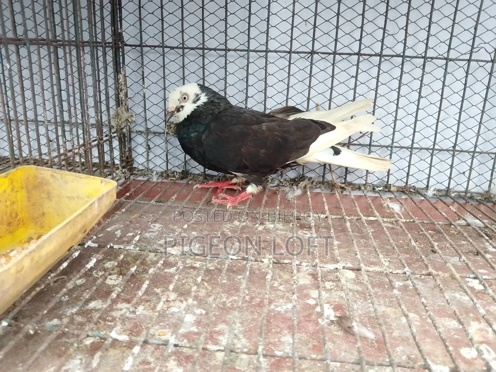 কিছু কবুতর সেল হবে।