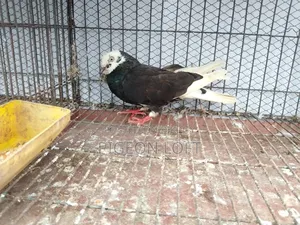কিছু কবুতর সেল হবে।