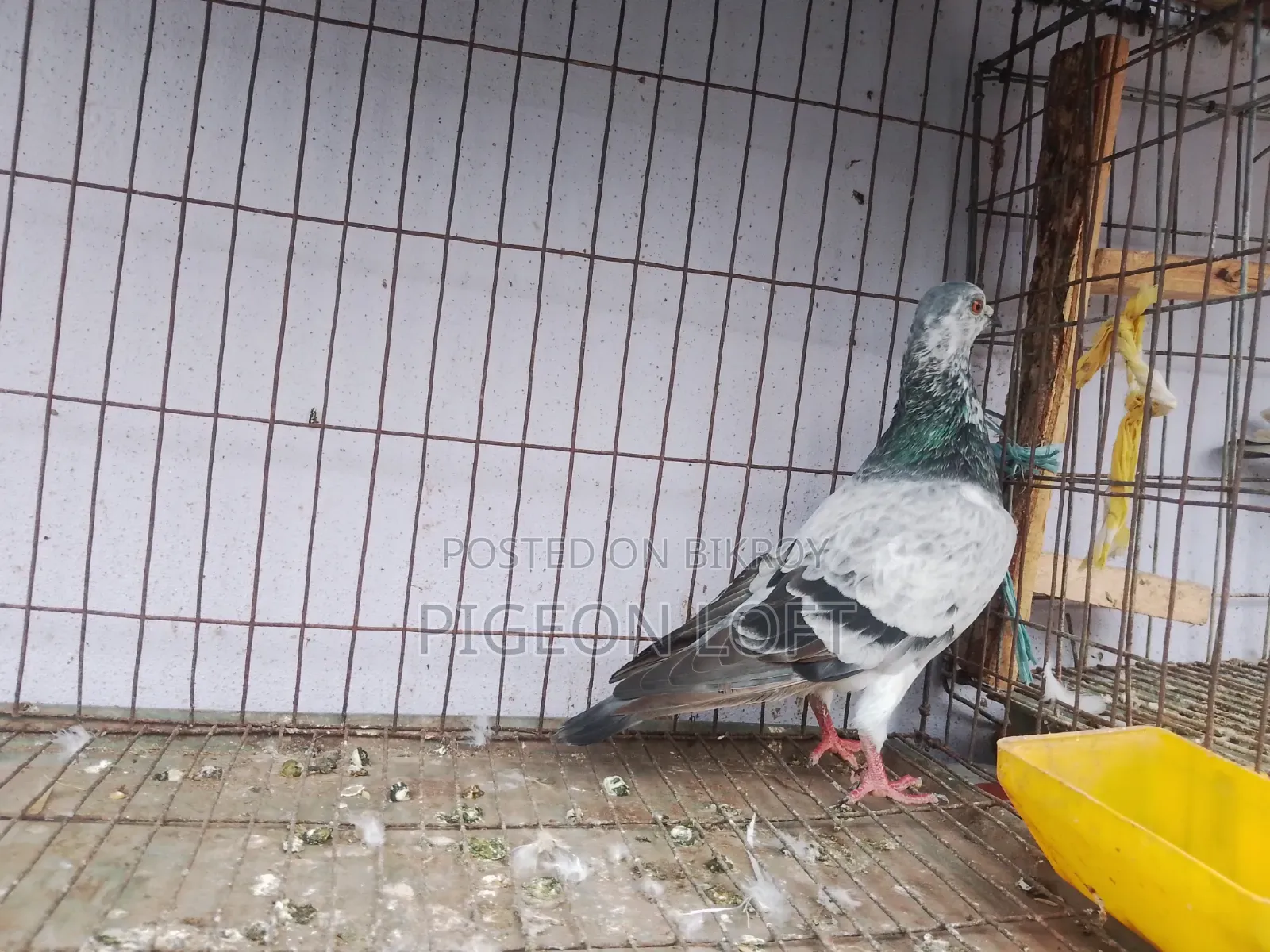 কিছু কবুতর সেল হবে।