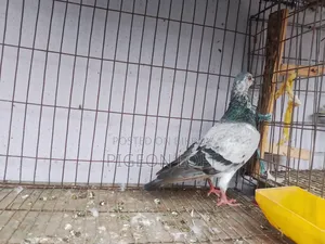 কিছু কবুতর সেল হবে।