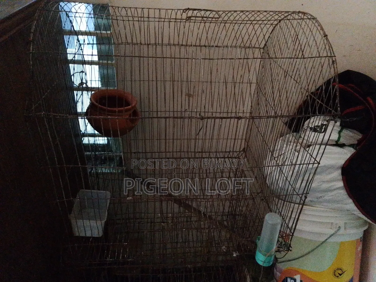 কিছু কবুতর সেল হবে।