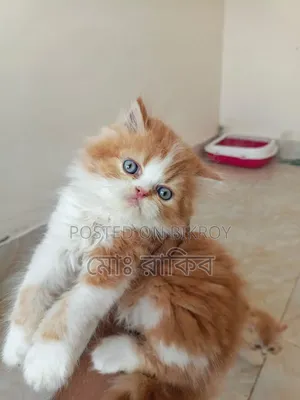 1-3 Months Male Purebred Persian