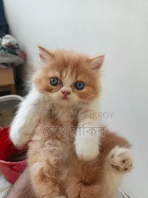 1-3 Months Male Purebred Persian