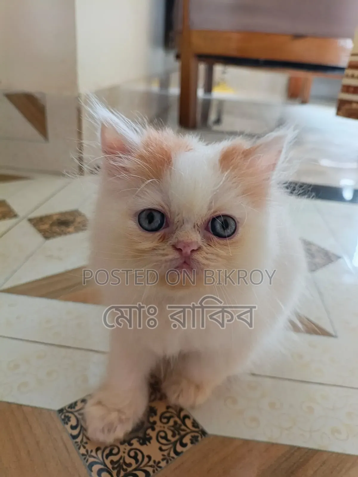 1-3 Months Male Purebred Persian