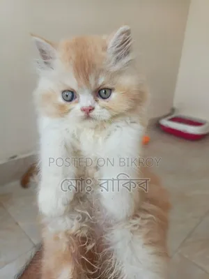 1-3 Months Male Purebred Persian