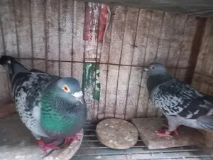 রেসার মাকসি রানিং জোরা