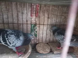 রেসার মাকসি রানিং জোরা