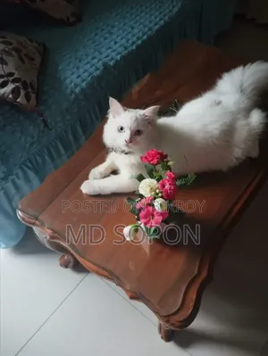 6-12 Months Male Purebred Persian Cat