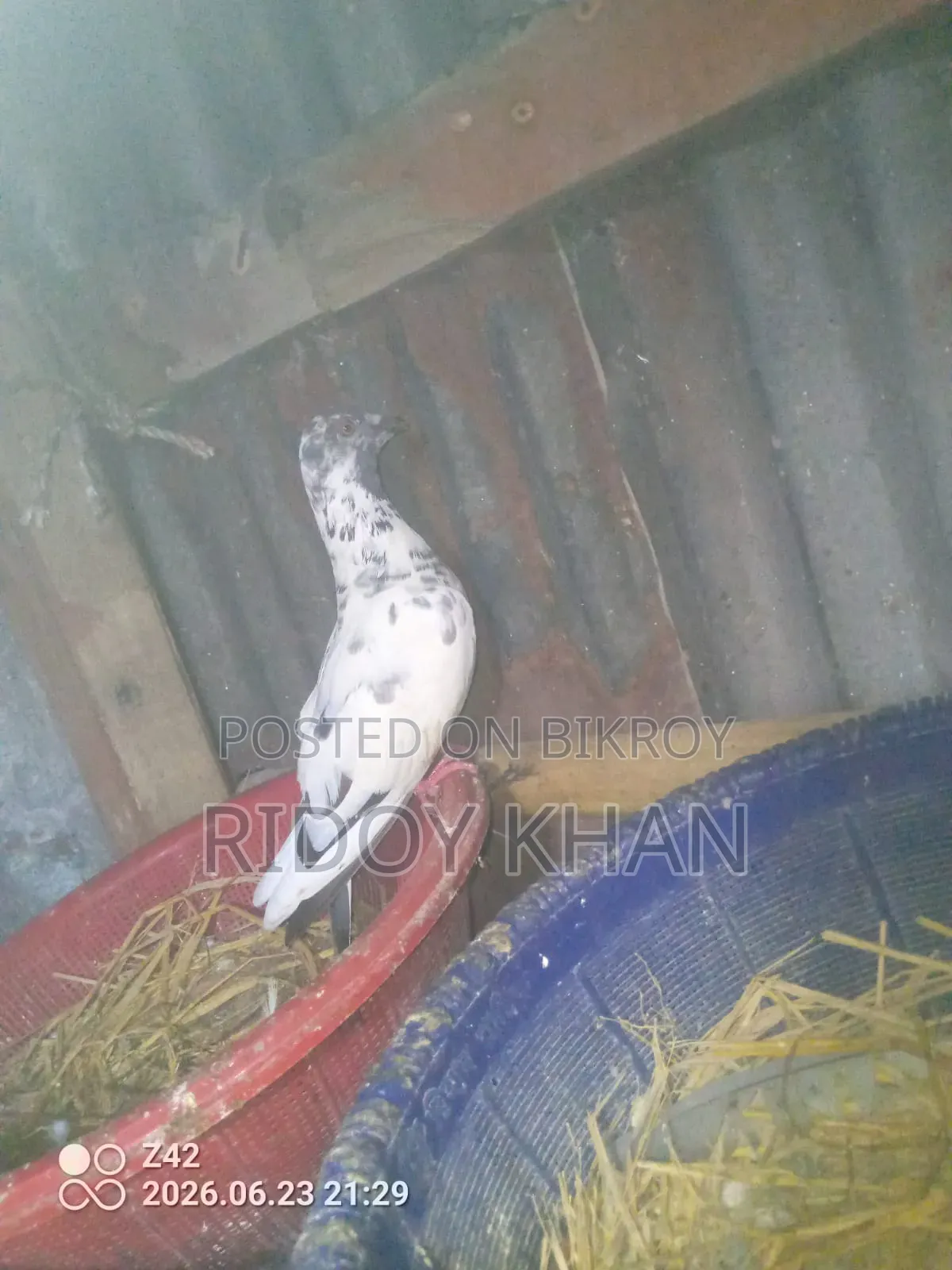 Pigeon (Female)