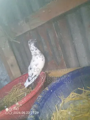 Pigeon (Female)