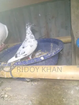 Pigeon (Female)